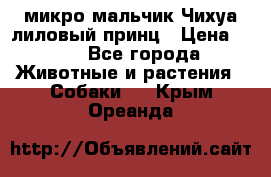 микро мальчик Чихуа лиловый принц › Цена ­ 90 - Все города Животные и растения » Собаки   . Крым,Ореанда